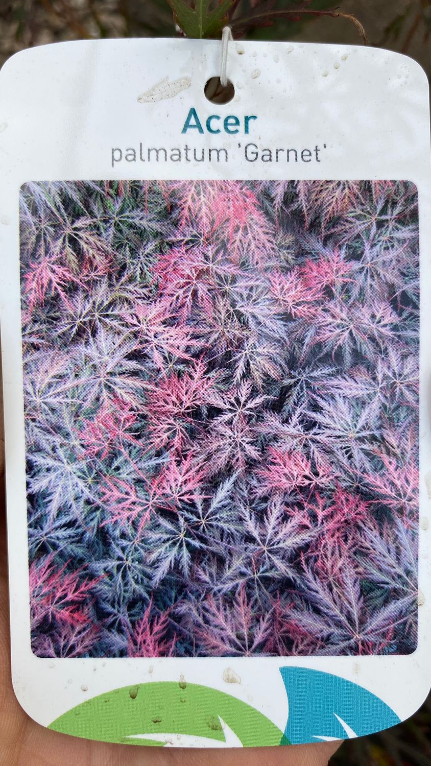 Purple Fern Leaf Japanese Maple - Acer Garnet FERN LEAF JAPANESE MAPLE ..happy in pots or sheltered spot in beds . Fern like purple foliage in summer and stunning autumn foliage colours.