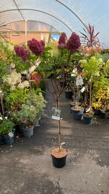 Hydrangea Strawberry Vanilla Tree