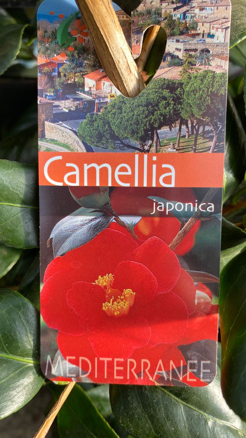Camellia Japonica Red