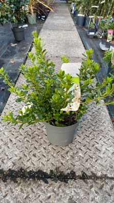 Azalea Japonica  Pheasant White