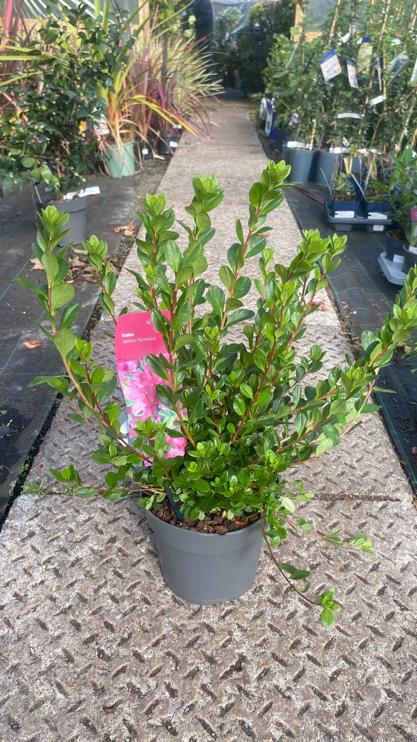 Azalea Japonica &#39;Kermesina&#39; pink