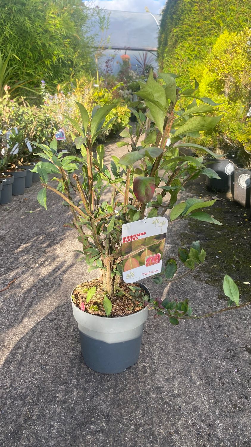 Euonymus Alatus