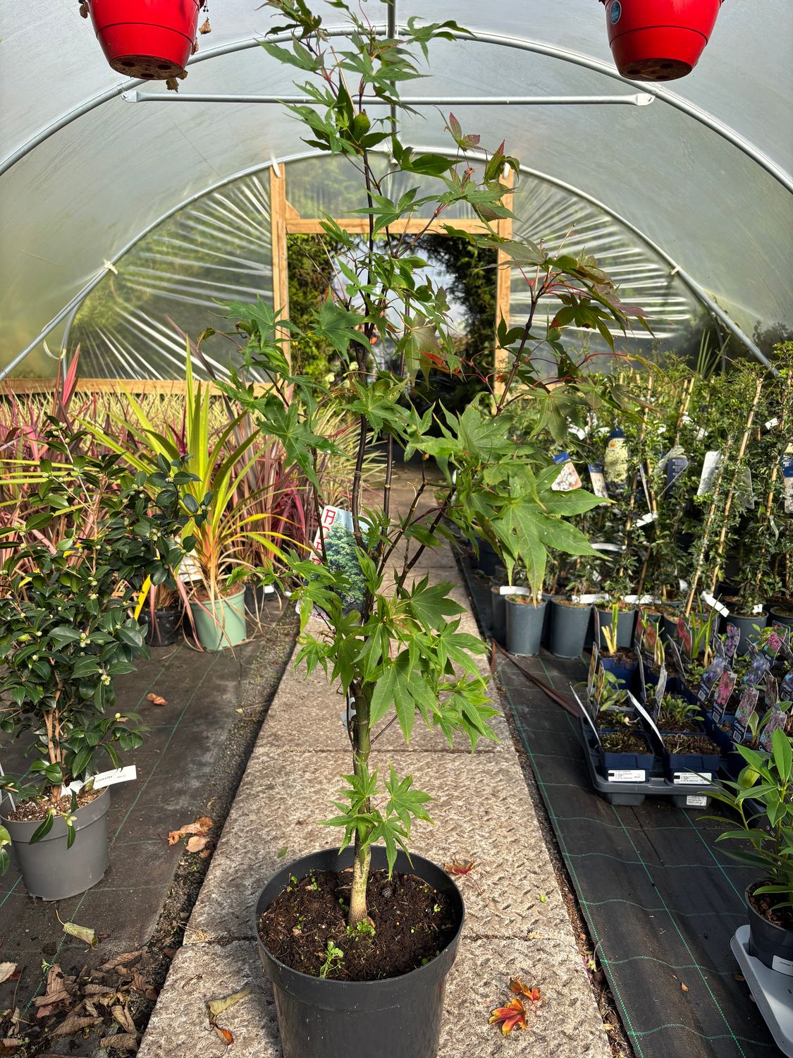 Acer Ozakazuki
