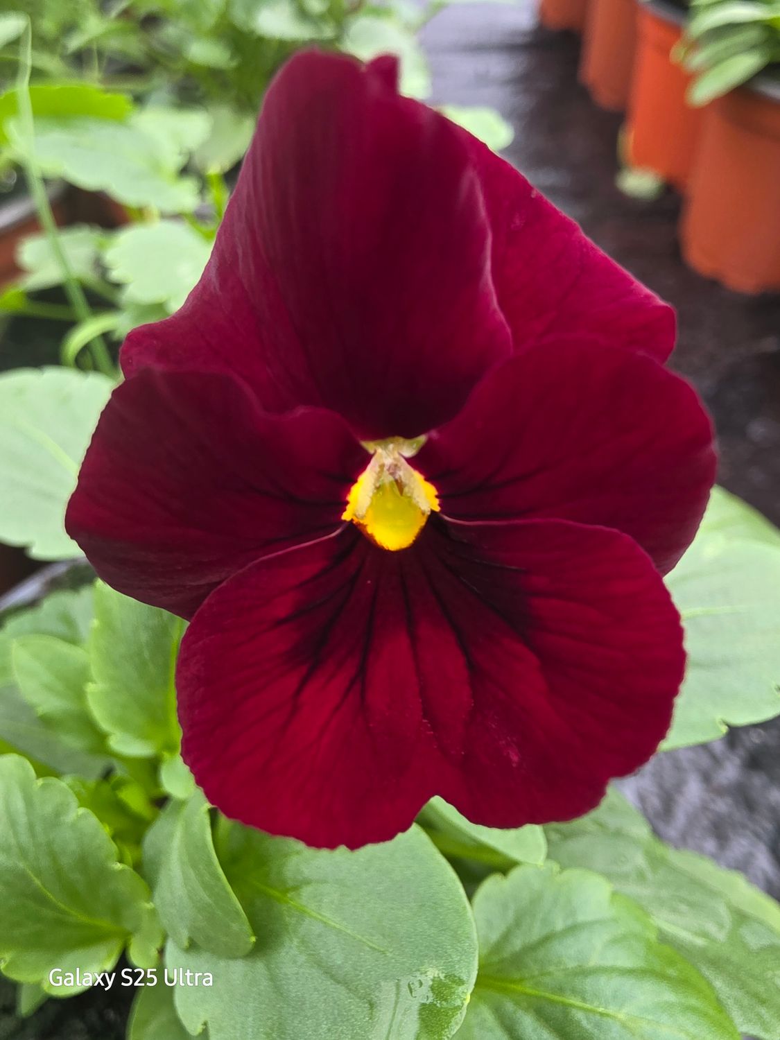 10 Viola Red whit Eye