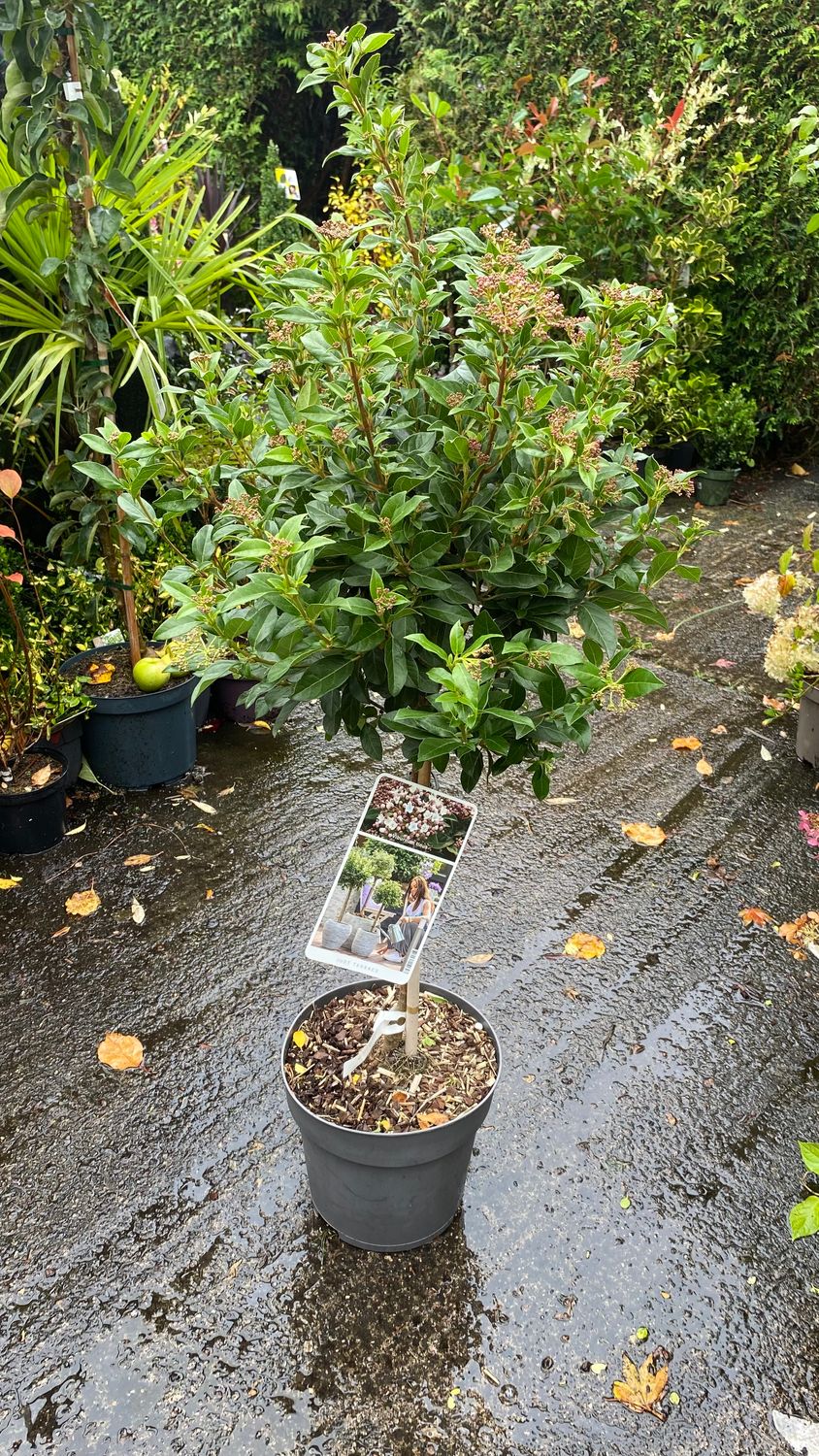 Viburnum Tinus Mini Tree 4ft