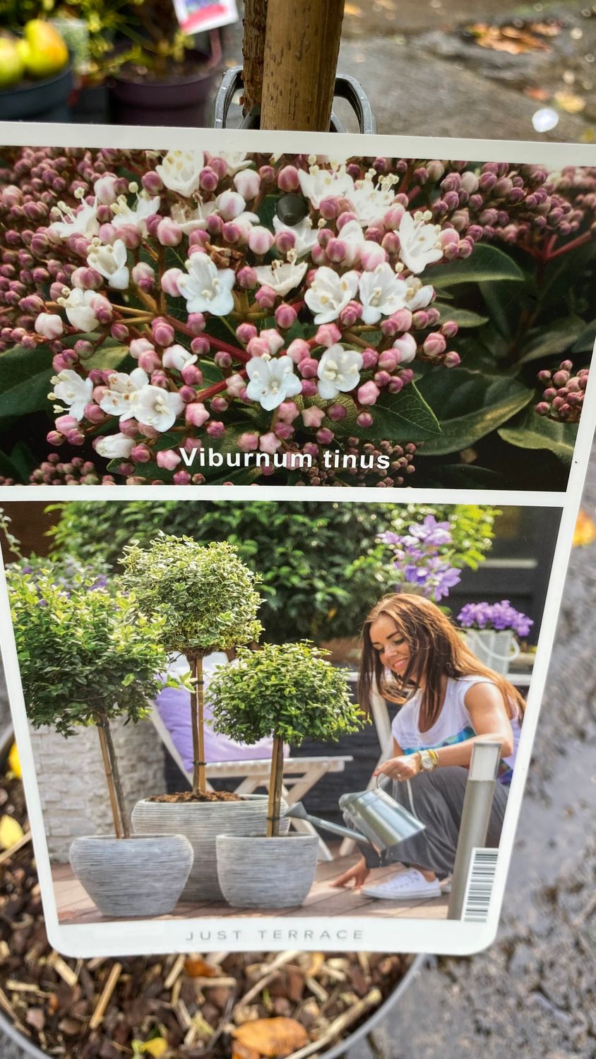 Viburnum Tinus Mini Tree 4ft