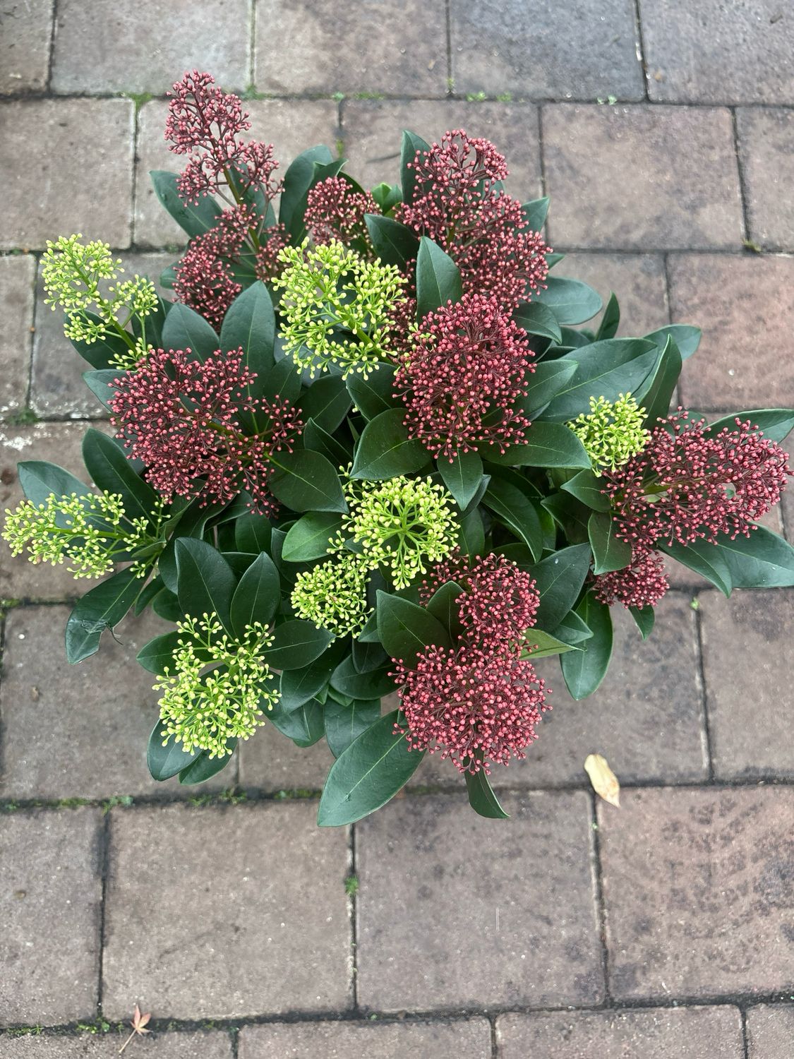 SKIMMIA BICOLOR FESTIVAL..hardy ,evergreen shrub for pots or beds . Green and ruby flower beds all winter open into fragrant white flowers in spring. Totally winter hardy. Planting time is from now!