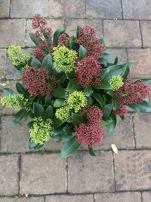 SKIMMIA BICOLOR FESTIVAL..hardy ,evergreen shrub for pots or beds . Green and ruby flower beds all winter open into fragrant white flowers in spring. Totally winter hardy. Planting time is from now!