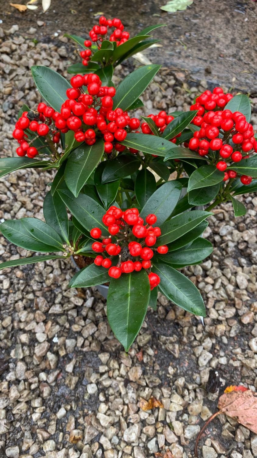 Skimmia Red Star female