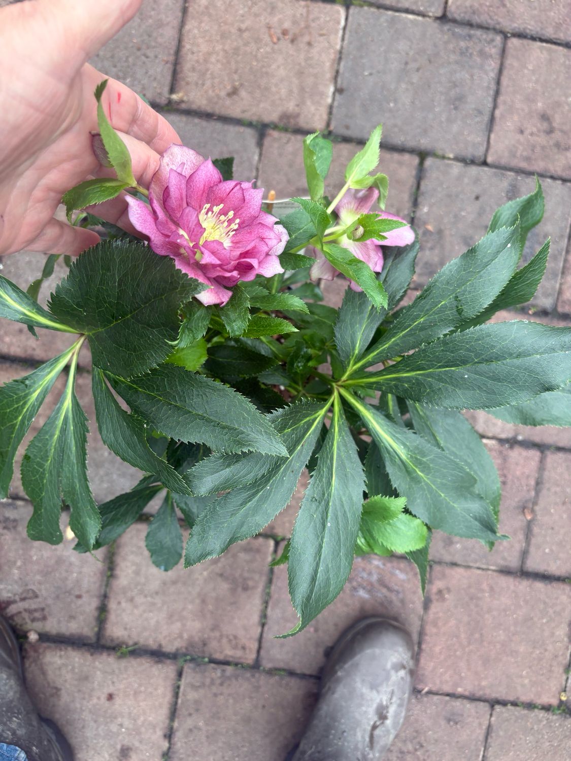 Helleborus  Double Viv   ..good in pots or beds .Double pink /light purple flowers in winter / early spring. Winter hardy . They are happy in sun or half shade . Planting time is from now
