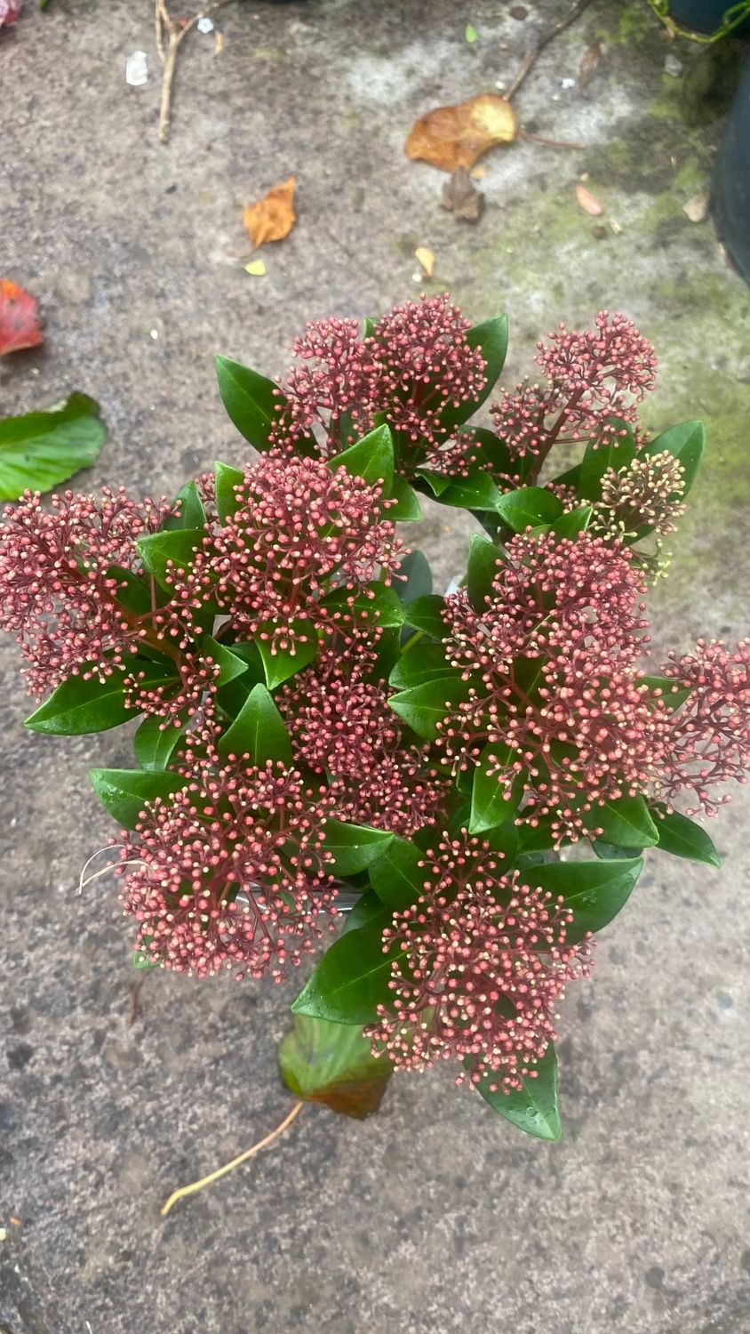 Skimmia Rubella Male
