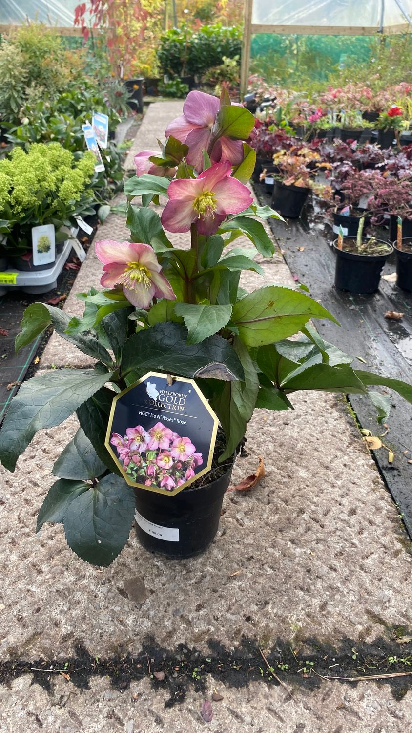 Hellebores ice and Roses pink