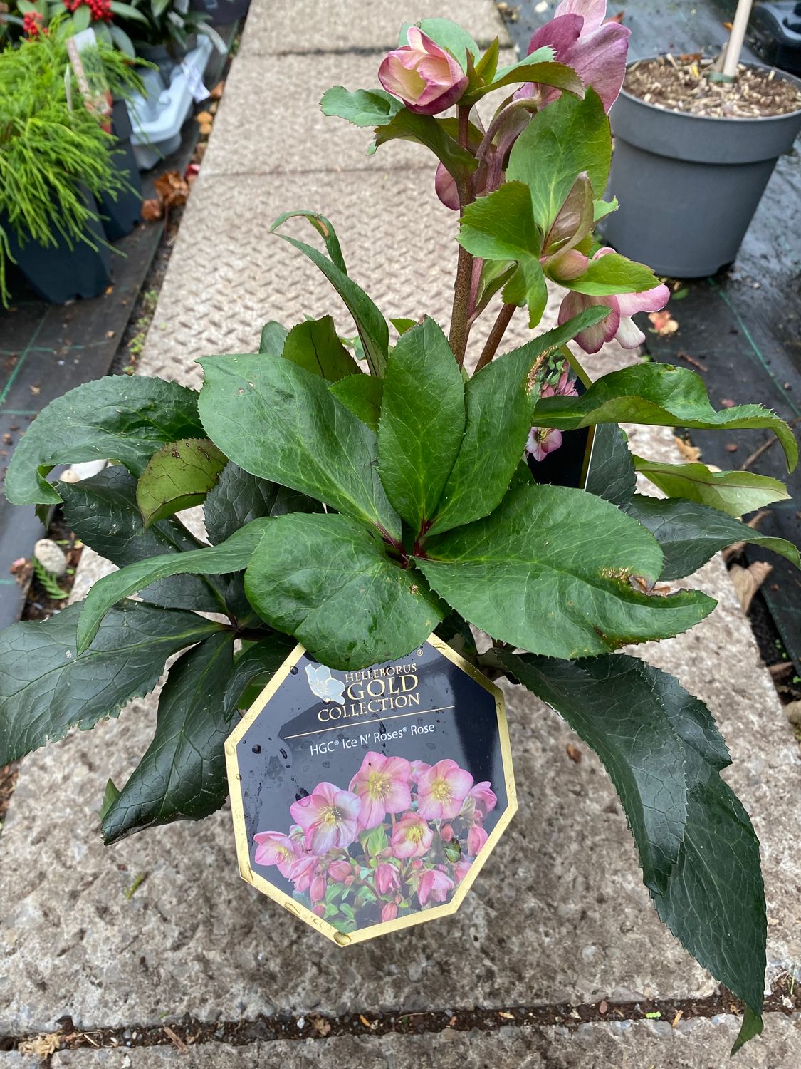 HELLEBORUS ICE AND ROSES PINK EARLY