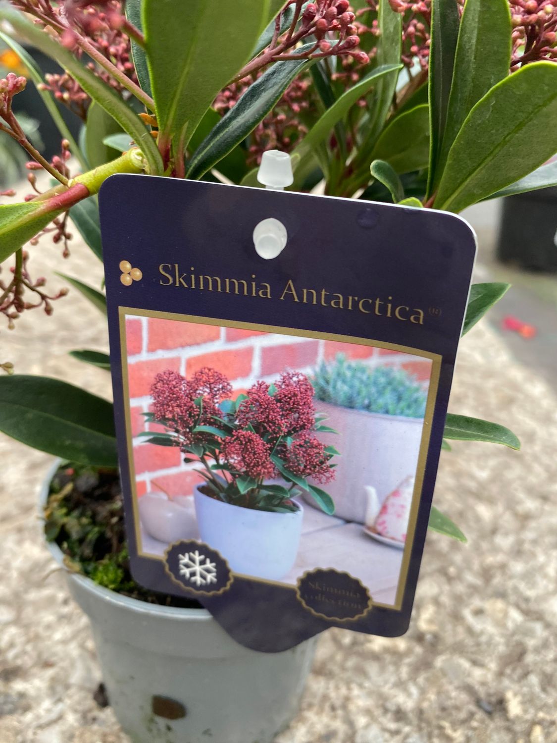 SKIMMIA ANTARCTICA