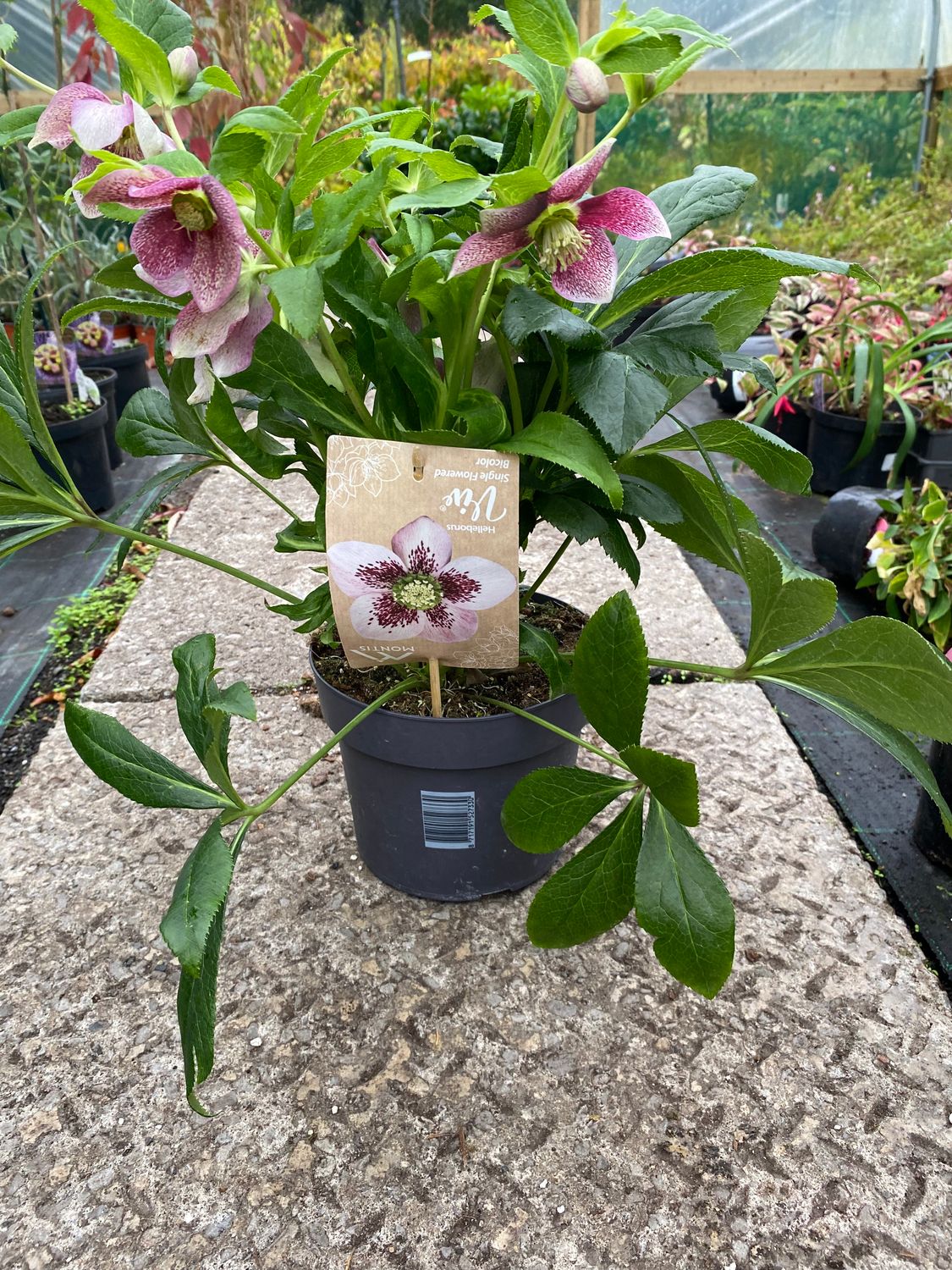 HELLEBORUS ELOISA SINGLE FLOWERED BICOLOR