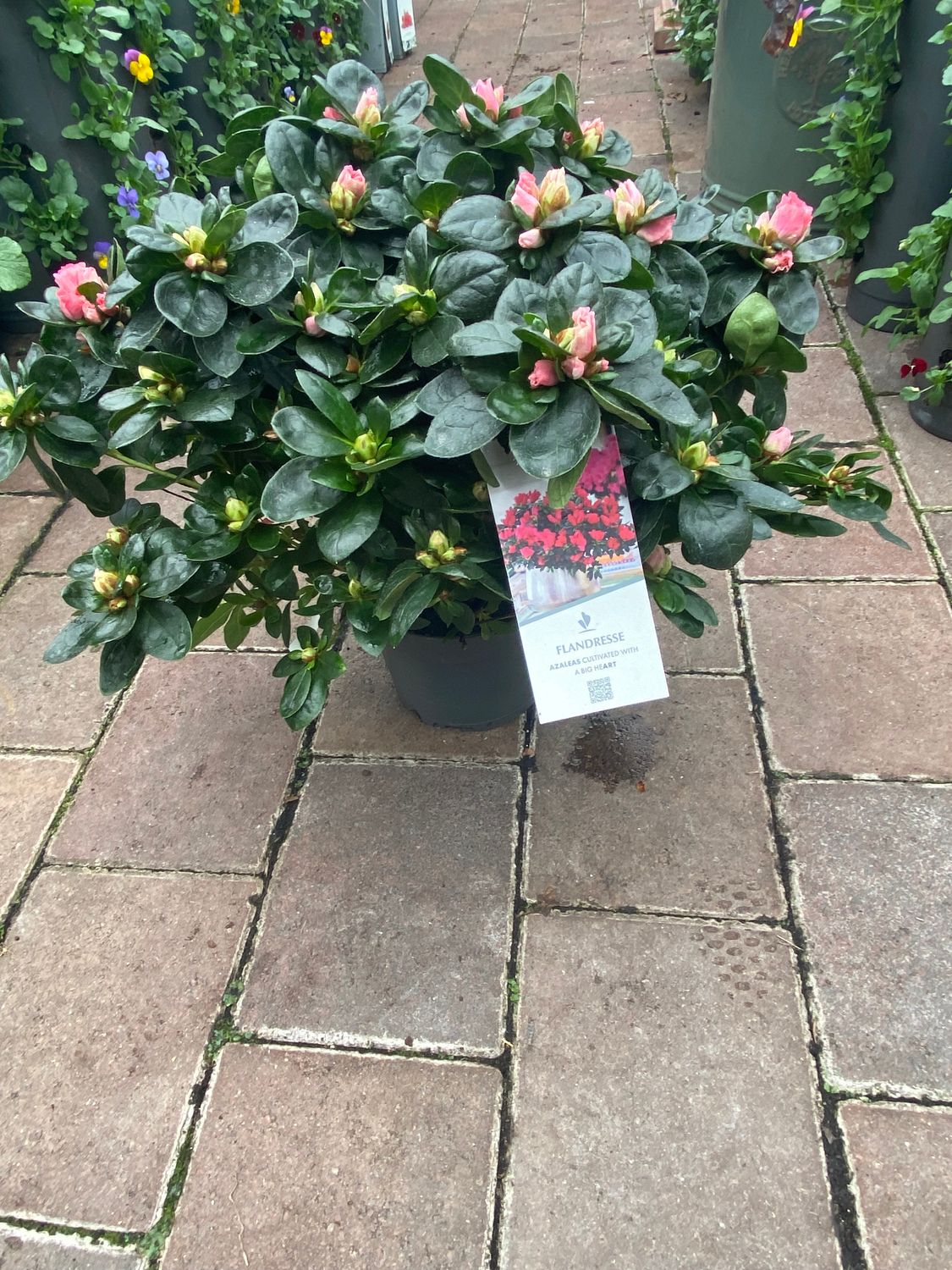 INDIAN AZALEA Indoor plant extra Strong Plants