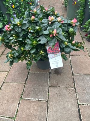 INDIAN AZALEA Indoor plant extra Strong Plants
