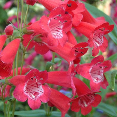 Penstemon King George semi evergreen perennial. Red tubular to bell like flowers with a white throat. No stop from June until October. Good in sun or half shade . Planting time is from now!