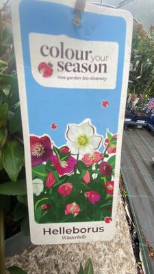 Hellebores Winter Bells