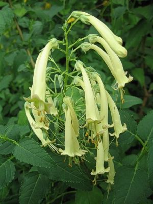 Phygelius x rectus 'Moonraker Flowers from June until October and lasts for years. Happy in full sun or half shade