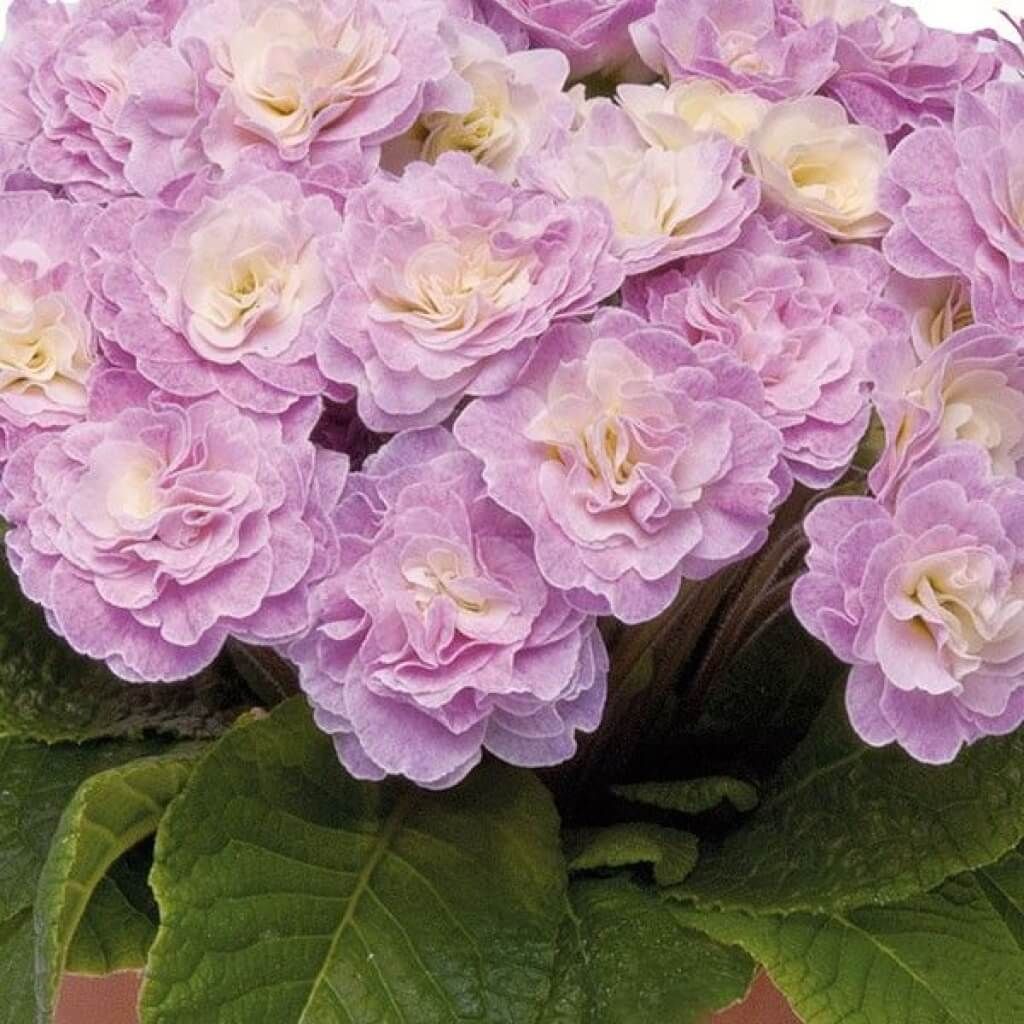 Primula Belarina 'Pink Champagne'