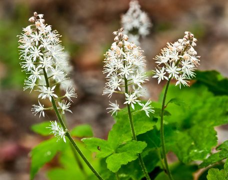 Tiarella 'Iron Butterfly'