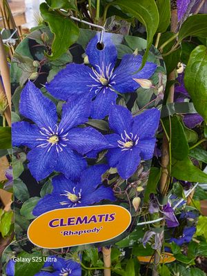 CLEMATIS RHAPSODY ,hardy climber for wall fence or arch . months of purple flowers . Flowers in late spring and early summer and again in later summer and autumn. Good in pots or beds