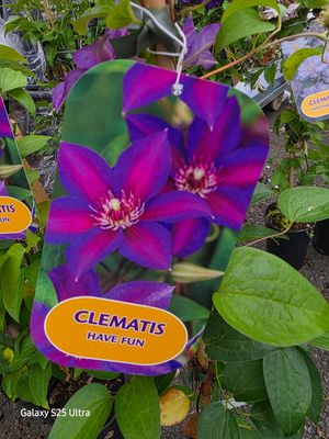 Clematis &quot;Have Fun&quot; ..climber for wall fence or arch . Enormous double purple flowers with a carmine stripe in late spring/early summer and again in late summer/autumn .