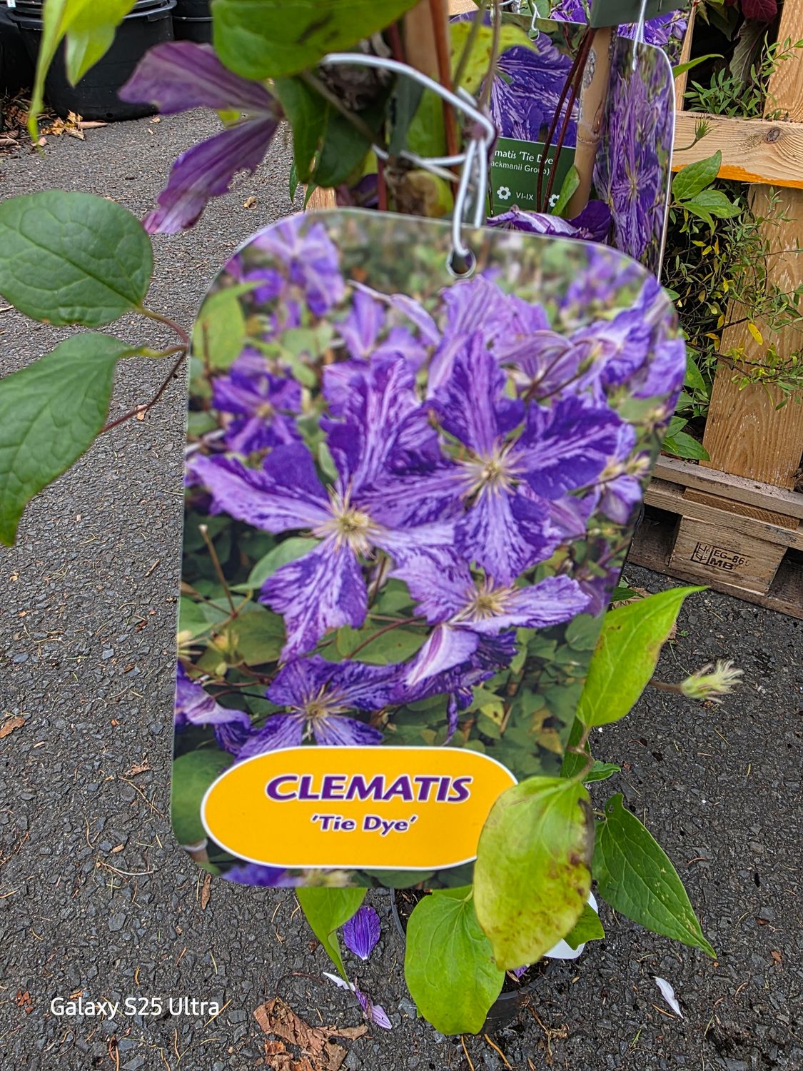 Clematis &quot;Tie Dye&quot;