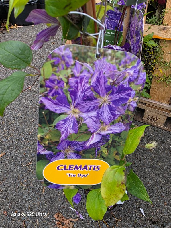 Clematis "Tie Dye"