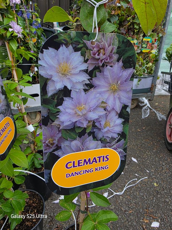 Clematis "Dancing King "