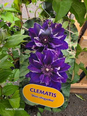 Clematis Shinshig Yoko ..climber for wall fence or arch . Enormous double purple flowers in late spring/early summer and again in late summer/autumn .