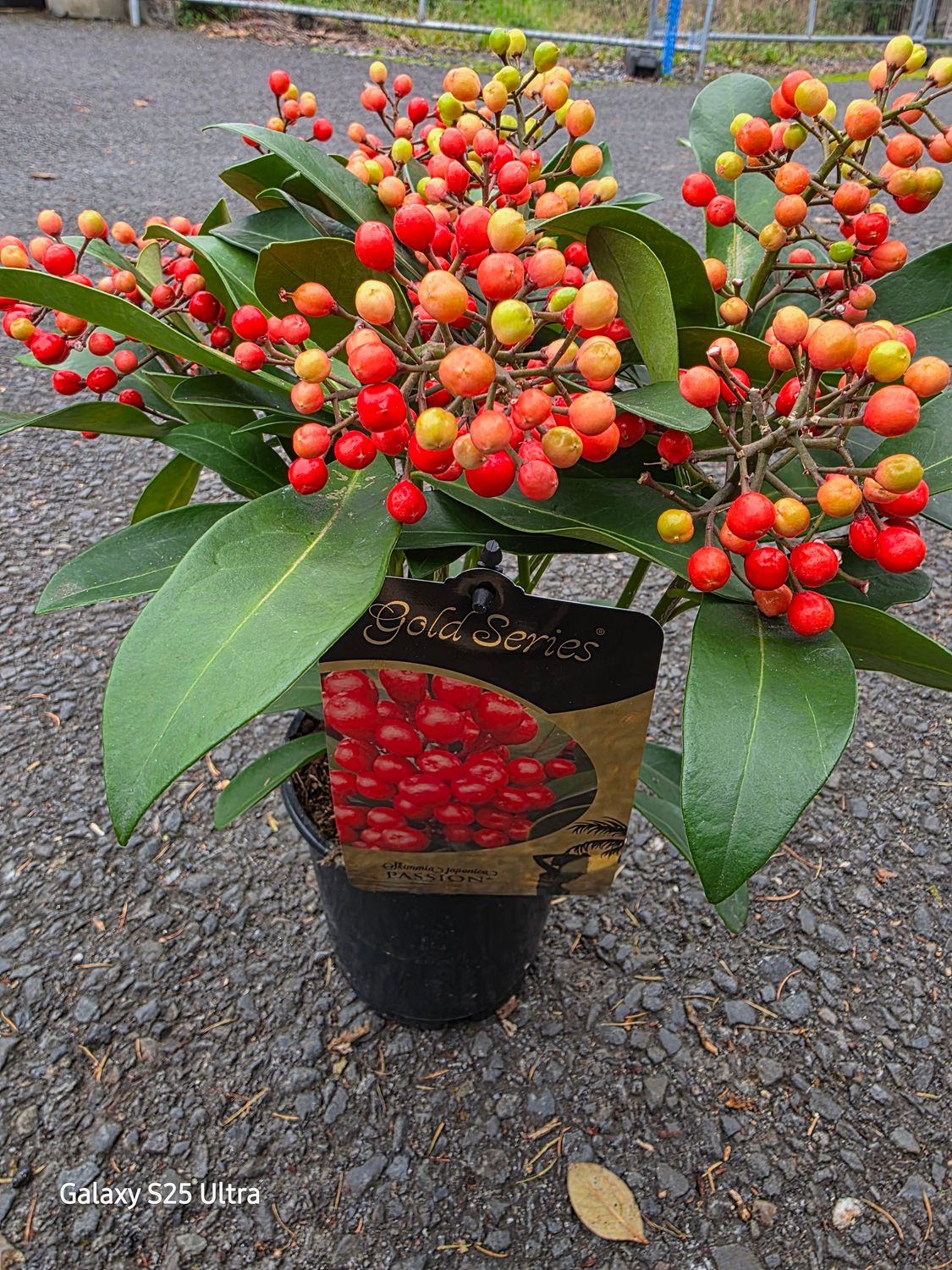 Gold series Skimmia &quot;Passion&quot;