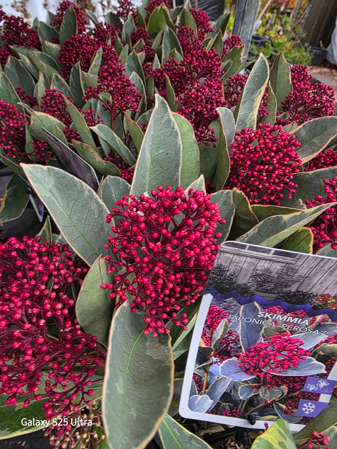 Skimmia &quot;Perosa&quot;
