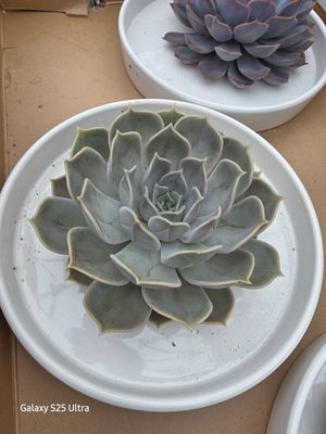 Echeveria on plate