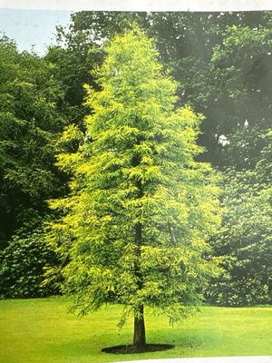 SWAMP CYPRESS TAXODIUM DISTICHUM ,beautiful specimen tree Foliage is fresh green and bronze in autumn.The best conifer for wet soil .Its roots breath through Cypress Knees which protrude above ground