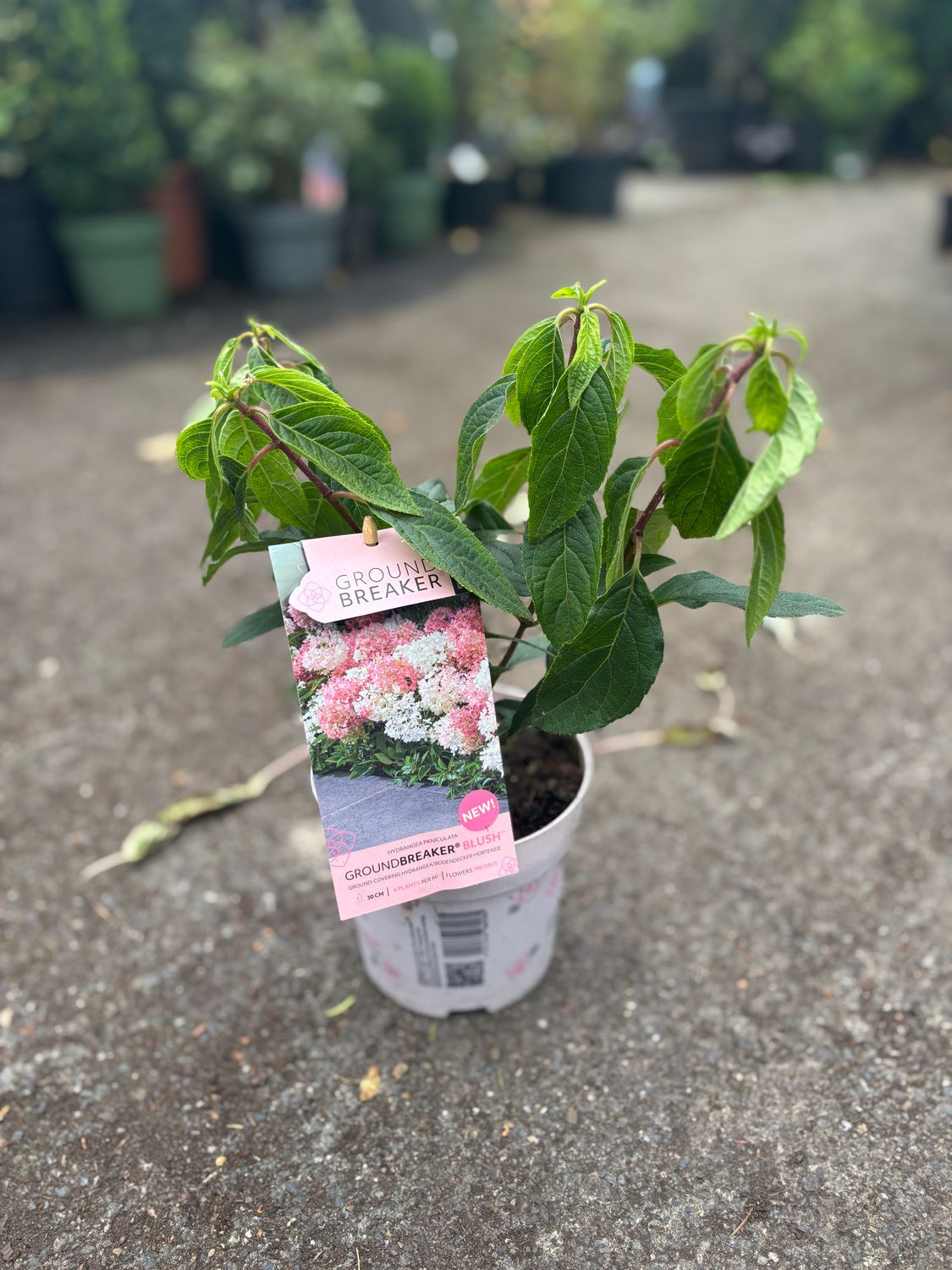HYDRANGEA GROUNDBREAKER..new low growing ground cover Hydrangea for pots ,baskets front beds or borders . Flowers from June until October with large cone like flowers in a mix of green ,white and pink