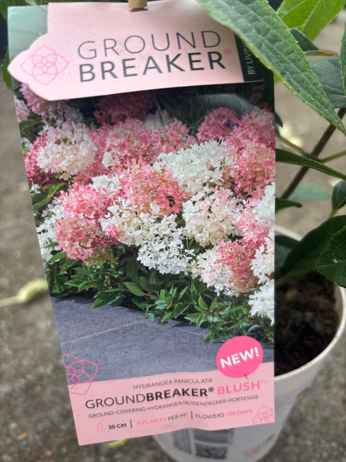 HYDRANGEA GROUNDBREAKER..new low growing ground cover Hydrangea for pots ,baskets front beds or borders . Flowers from June until October with large cone like flowers in a mix of green ,white and pink