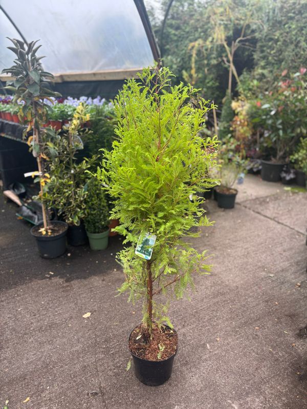 SWAMP CYPRESS TAXODIUM DISTICHUM ,beautiful specimen tree Foliage is fresh green and bronze in autumn.The best conifer for wet soil .Its roots breath through Cypress Knees which protrude above ground