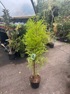 SWAMP CYPRESS TAXODIUM DISTICHUM ,beautiful specimen tree Foliage is fresh green and bronze in autumn.The best conifer for wet soil .Its roots breath through Cypress Knees which protrude above ground
