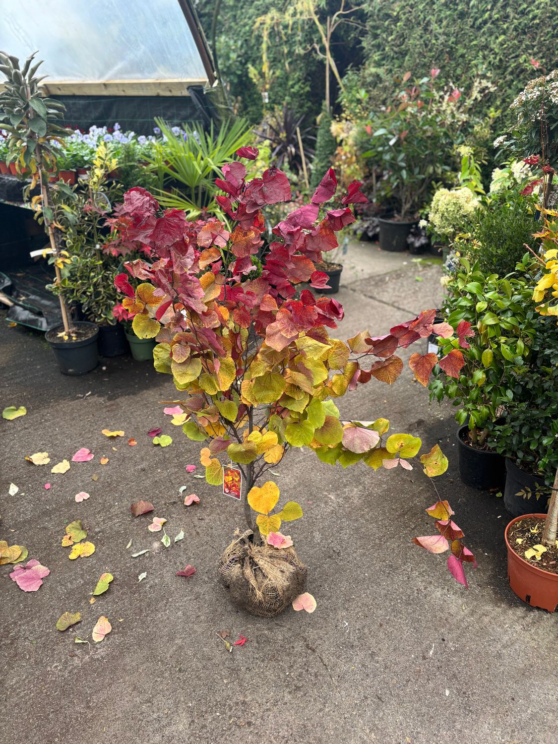 Cercis Eternal Flame .Small tree ,pink flowers in spring followed by heart shaped leaves in a mix of green ,gold and purple that last from May until November Tough and hardy . For pots or beds .