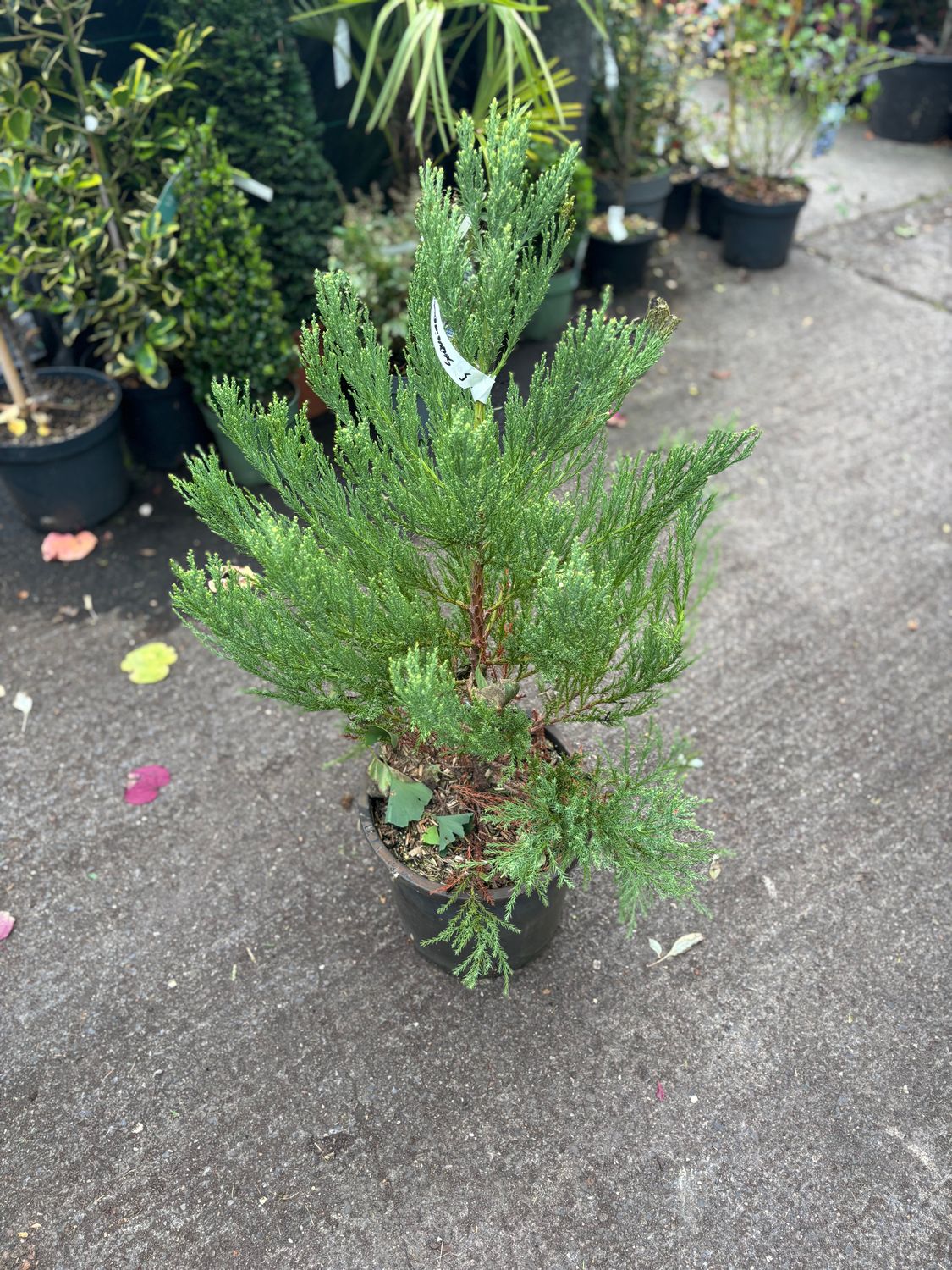 Sequoiadendron Giganteum