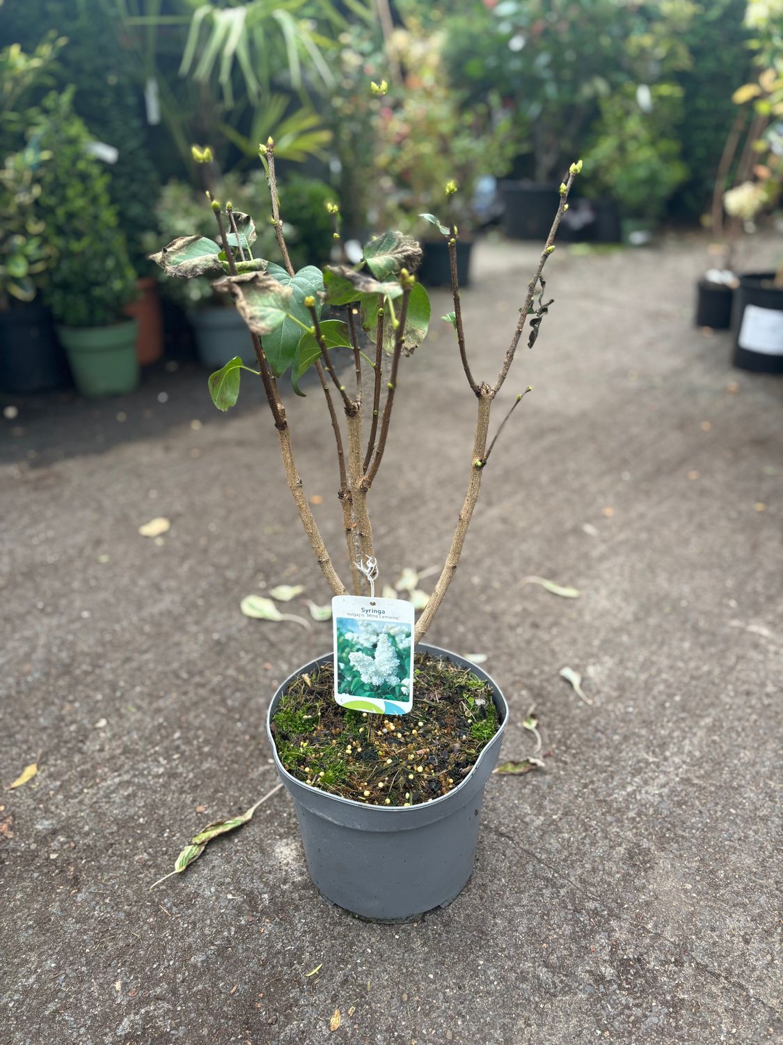 Lilac &#39;Madame Lemoine&#39; White Fragrant Lilac ,Bush Form ..strong Pot Grown Plants ready for planting from now Flower in late spring and early summer