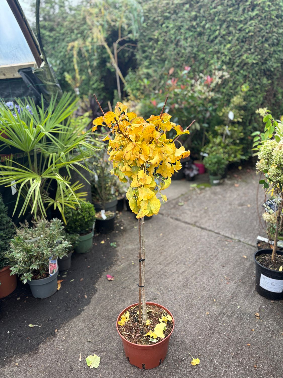 Ginkgo Mariken