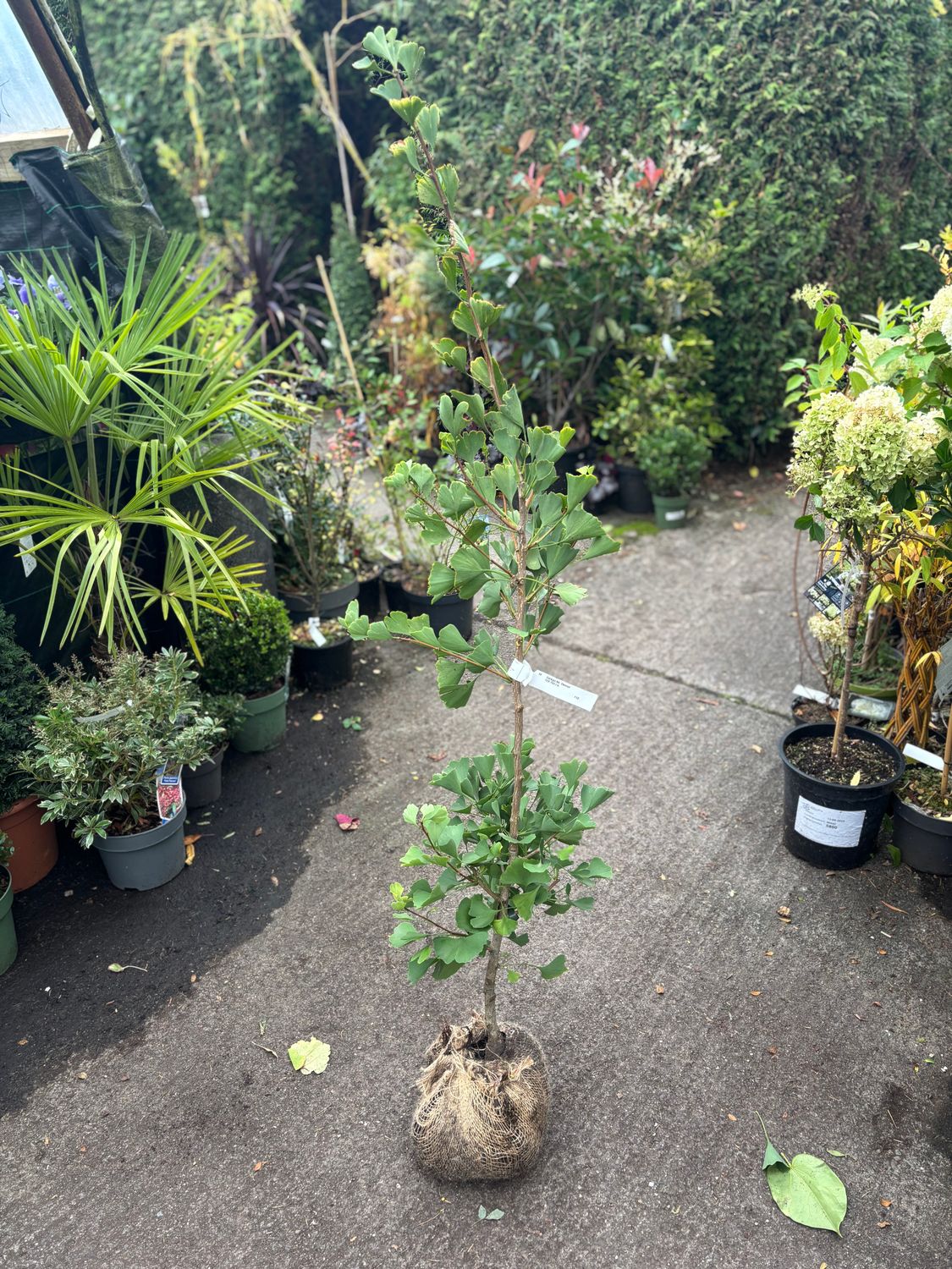 Ginkgo Denise ,narrow form of the Maidenhair Tree suitable for small gardens. Fan shaped deep green foliage turns golden yellow in autumn. . Strong pot grown trees ready for planting