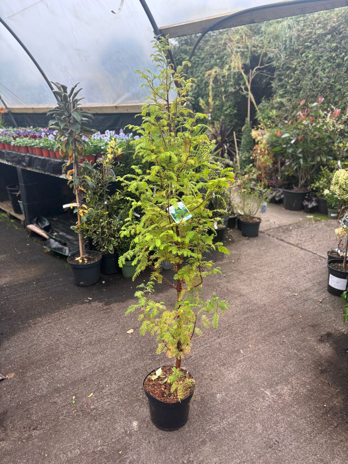 Metasequoia Glyptostroboides