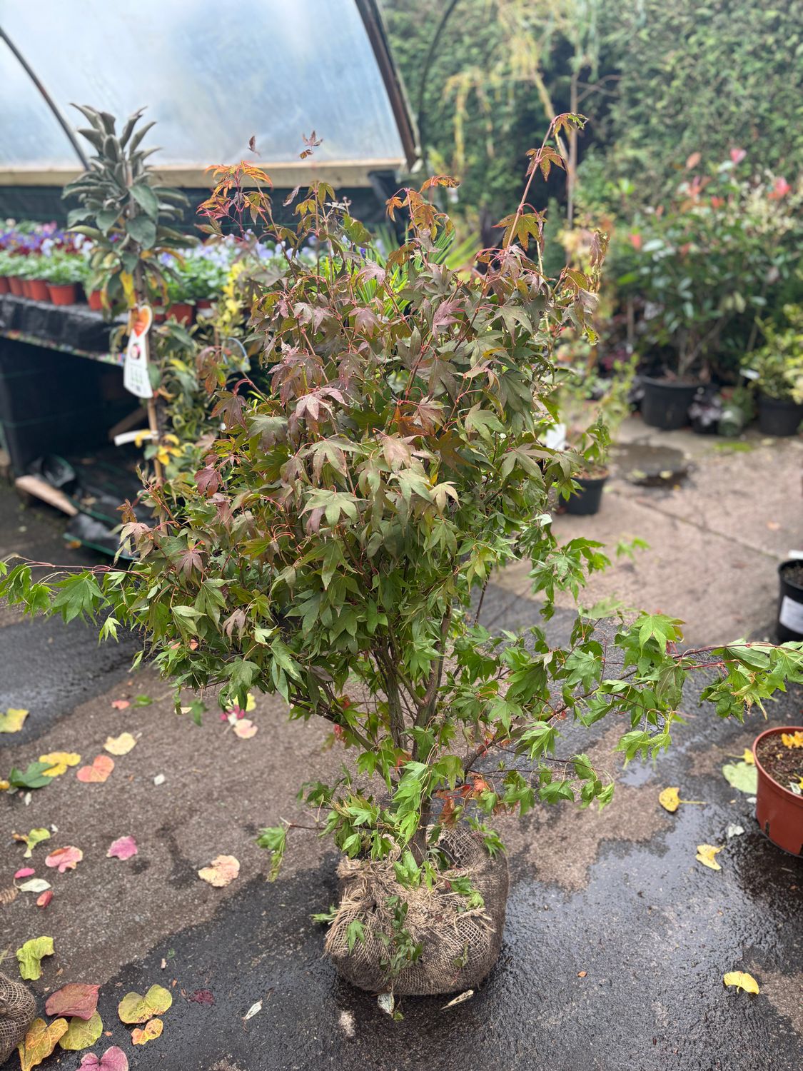 Acer Ozakazuki XL rootball ..strong and bushy