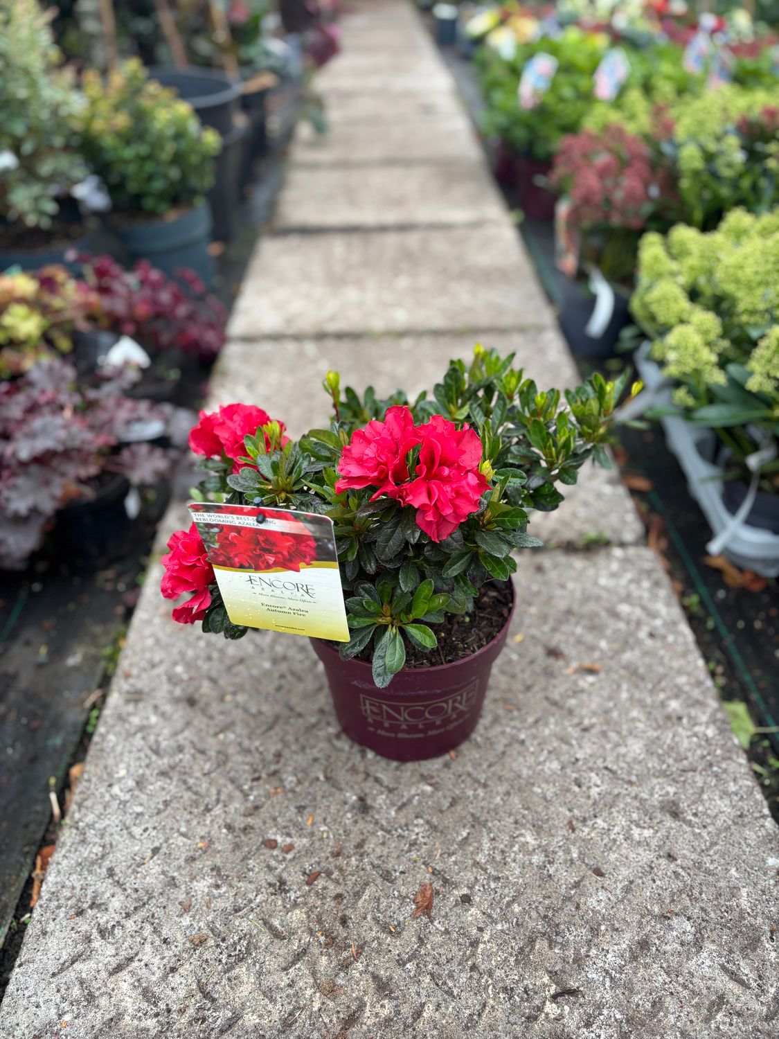 Azalea Encore Red “Autumn Fire”
