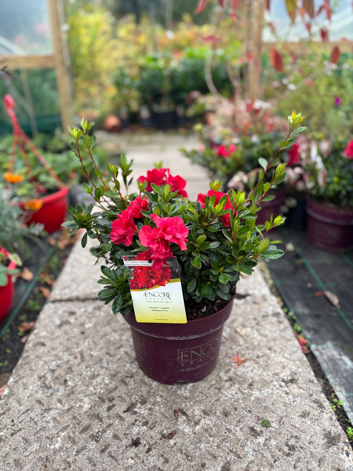 Azalea Encore Red &#39;Autumn Fire&#39;