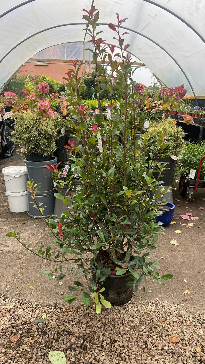 Photinia X Fraseri Carre Rouge E extra strong with compact evergreen foliage and red foliage all year Strong bushy plants for beds ,hedging or pots. Planting time is from now .